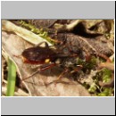 Nomada ferruginata - Wespenbiene-02.jpg